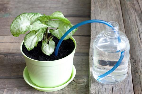 How to Water Indoor Plants While on Vacation