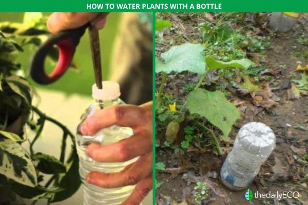 How to Water Indoor Plants While on Vacation -