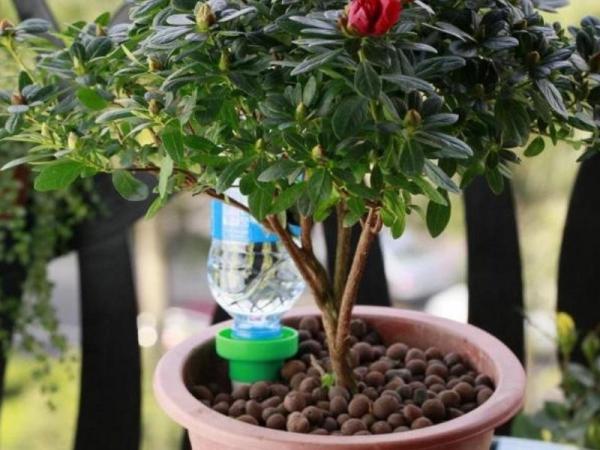 How to Water Indoor Plants While on Vacation -