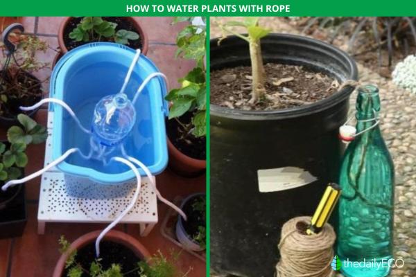 How to Water Indoor Plants While on Vacation - How to water plants with rope while on vacation