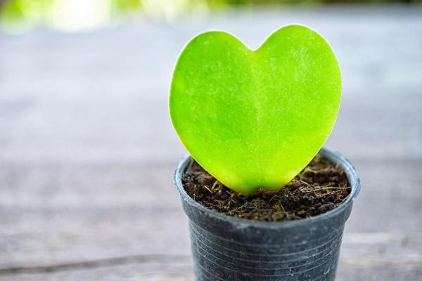 Heart-Shaped Leaf Plants - Hoya hearts (Hoya kerrii)