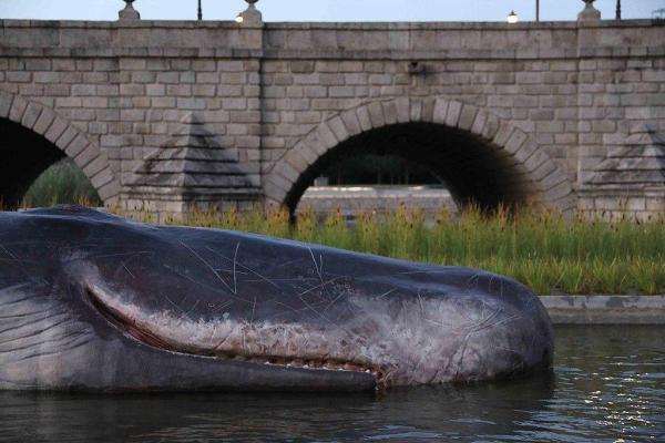 Why Do Whales and Dolphins Beach Themselves? - Cetacean Stranding - Human-related causes why whales and dolphins beach