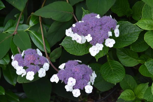 What Are the Different Types of Hydrangeas? - Hydrangea aspera