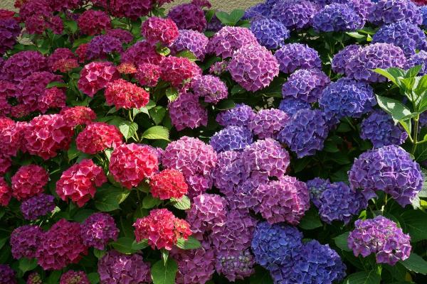 What Are Perennial Plants? - Hydrangea (Hydrangea spp.)