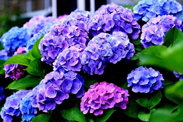Best Outdoor Plants That Enjoy Shade - Hydrangea (Hydrangea spp.)