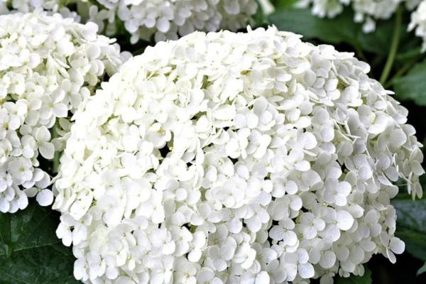White Flower Plants for the Garden - Hydrangeas (Hydrangea)