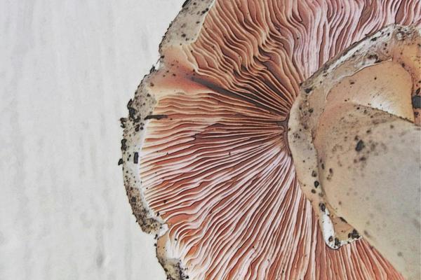 What Are the Different Parts of a Mushroom? - Hymenium
