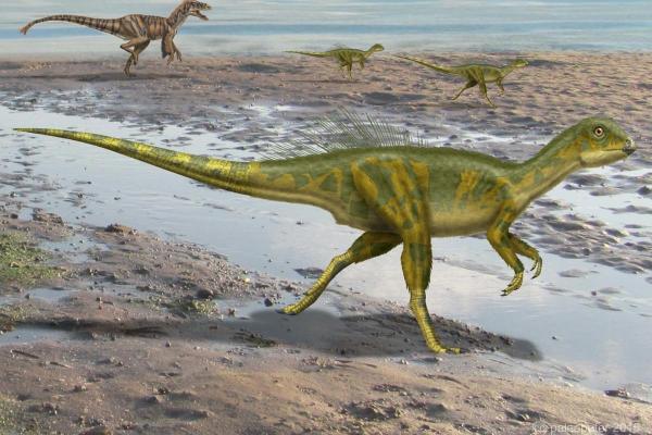 What Dinosaurs Were Found in Spain? - Hypsilophodon sp.