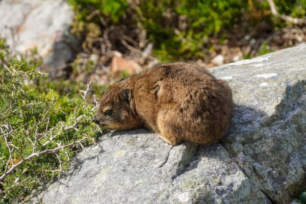 What Is a Hyrax Animal? - Hyrax diet