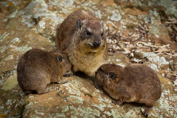 What Is a Hyrax Animal? - Hyrax reproduction