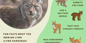 Iberian Lynx Facts