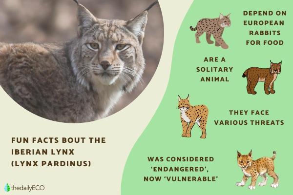 Iberian Lynx Facts
