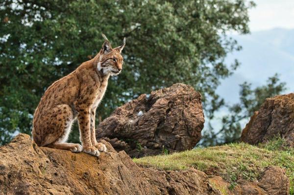 Different Types of Lynx Cat - Iberian lynx (Lynx pardinus)
