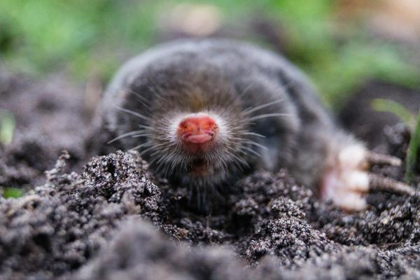 Types of Moles (Animal) - Iberian mole (Talpa occidentalis)
