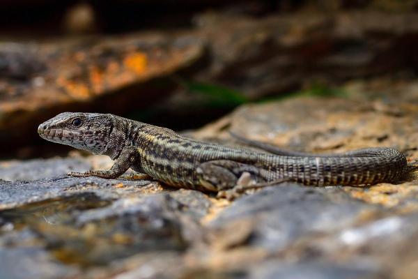 Types of Spanish Lizards - Iberian wall lizard