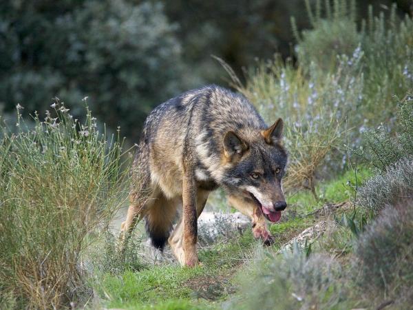 What Are the Different Types of Wolves? - Iberian wolf (Canis lupus signatus)