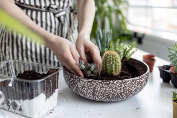 What's the Best Soil for Cacti and Succulents? - Ideal soil for succulents and cacti