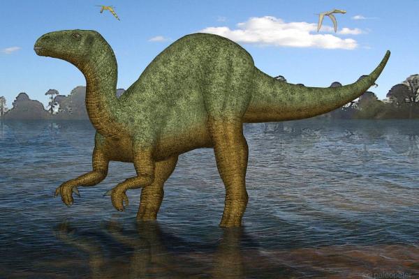 What Dinosaurs Were Found in Spain? - Iguanodon spp.