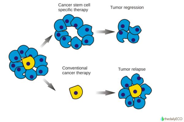 What Is a Stem Cell and What Does It Do? - Importance of stem cells