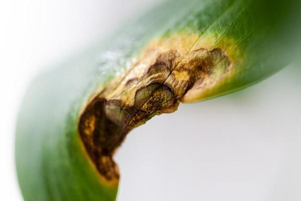 Why Are Your Orchid’s Leaves Turning Yellow? - Improper light exposure