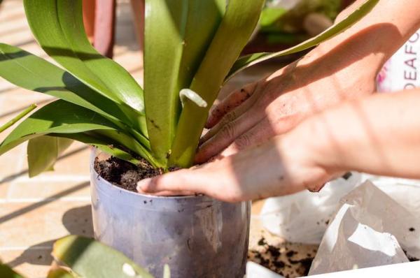 Why Are Your Orchid’s Leaves Turning Yellow? - Improper use of fertilizer