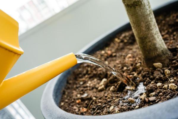 Why Is My Ficus Dropping Leaves? - Improper watering