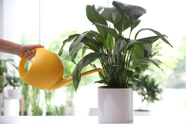 My Peace Lily Is Not Flowering - Inappropriate watering