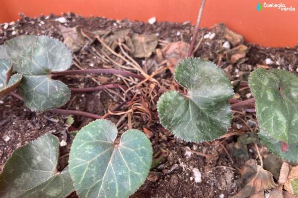 Cyclamen Has Yellow Leaves - Incorrect watering