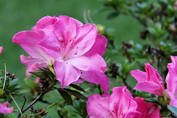 Aazlea Bush Types - Different Kinds of Azaleas - Indian azalea