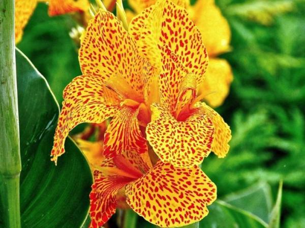 Low Maintenance Plants for Full Sun Gardens - Indian shot