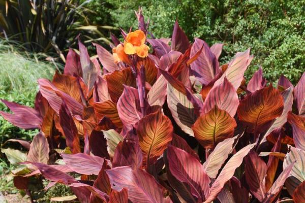 Plants With Colorful Leaves - Bright Foliage Plants - Indian shot (Canna indica)