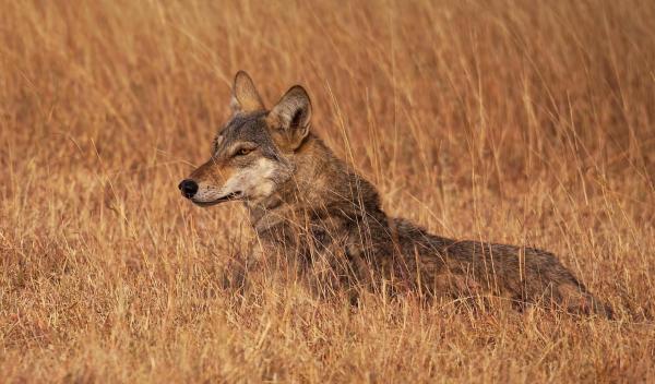 What Are the Different Types of Wolves? - Indian wolf (Canis lupus pallipes)