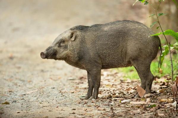 Different Types of Wild Pigs - Indonesian wild boar