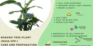 Indoor Banana Tree Plant Care and Propagation