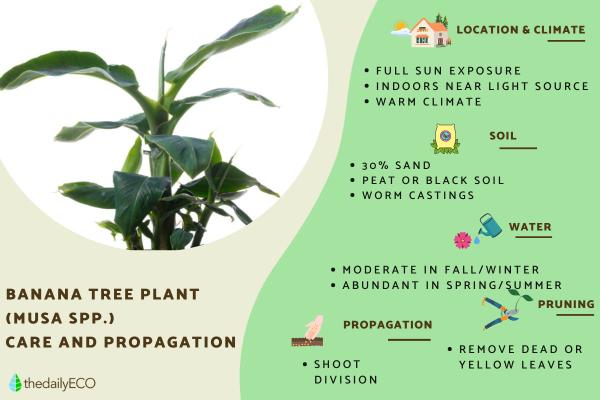 Indoor Banana Tree Plant Care and Propagation