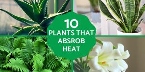 Indoor Plants That Absorb Heat