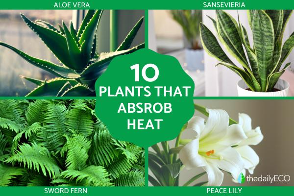 Indoor Plants That Absorb Heat