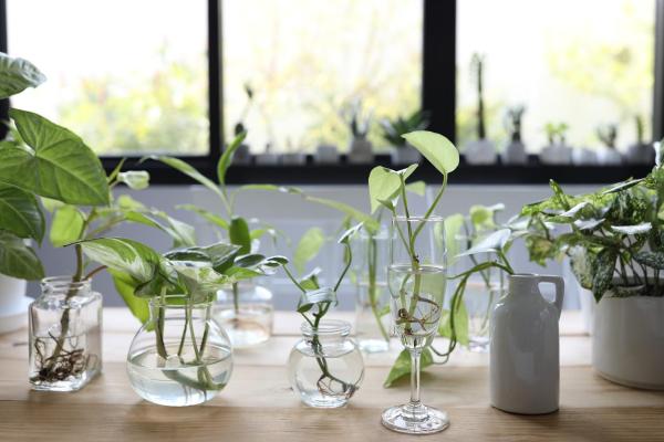 Indoor Plants That Grow in Water