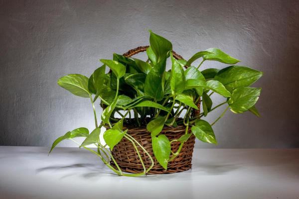 Why Is My Pothos Not Growing Much? - Insufficent light