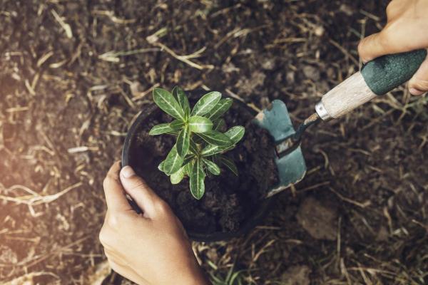 Why Do Plant Stems Bend? - Insufficient light