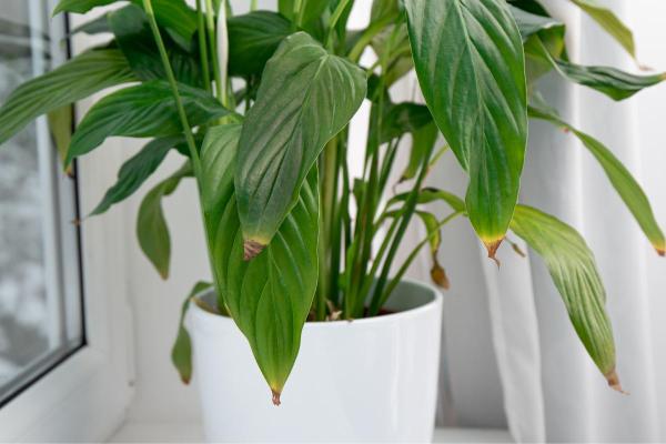 My Peace Lily Is Not Flowering - Insufficient natural light
