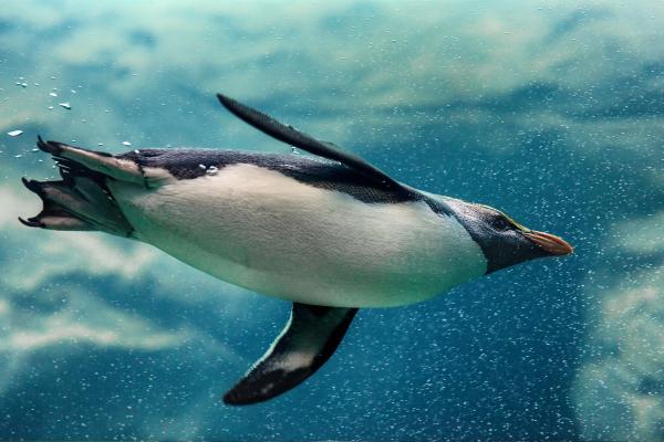 What Do Feathers Do? - 7 Functions & Benefits for Birds - Insulation