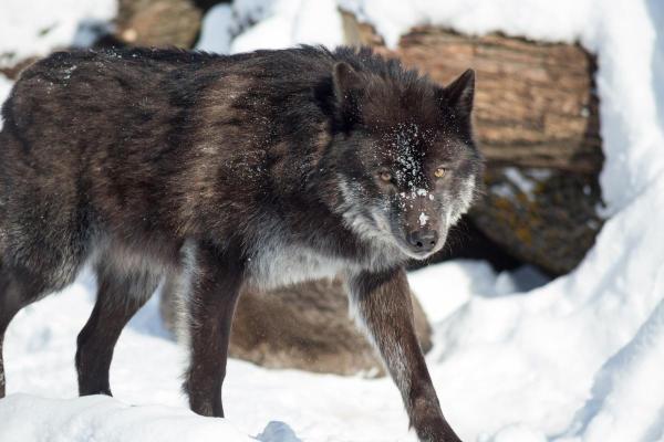 What Are the Different Types of Wolves? - Interior Alaskan wolf (Canis lupus pambasileus)