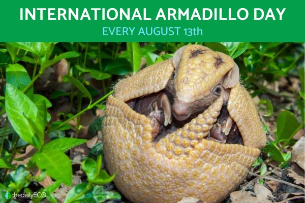Why Are Giant Armadillos Endangered? - International Armadillo Day