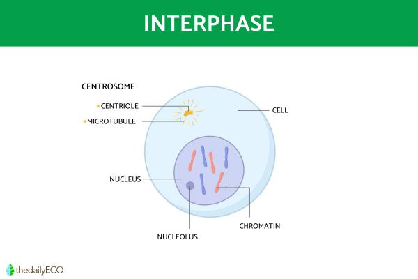 Phases of the Cell Cycle - Summary - Interphase