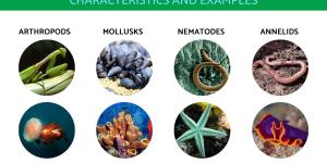 Invertebrate Animals - Examples and Characteristics