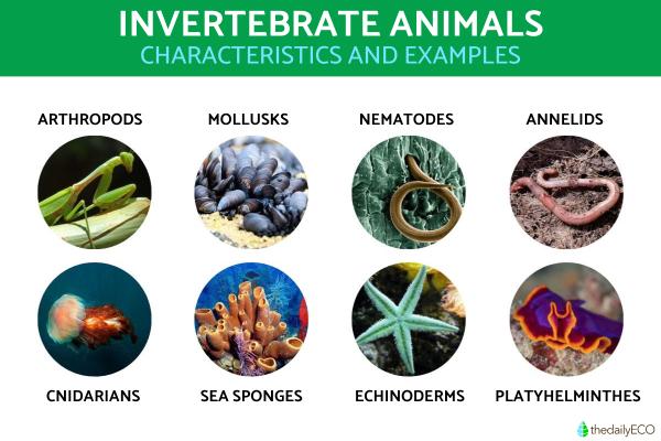 Invertebrate Animals - Examples and Characteristics