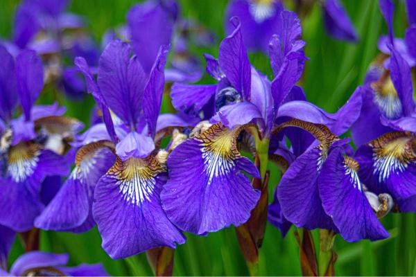 Flowers in Season in March - Iris (Iris spp.)