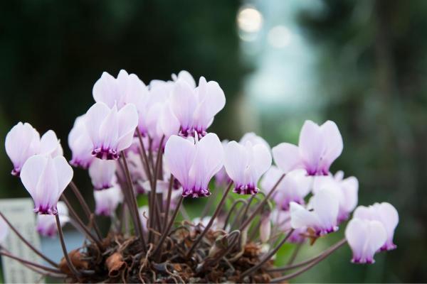 Cyclamen Has Yellow Leaves - Iron deficiency