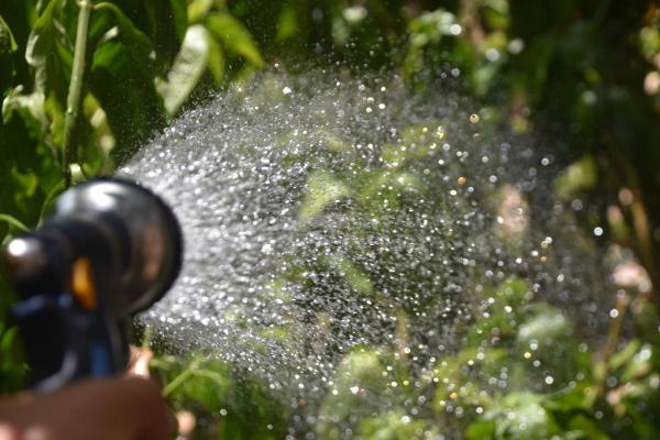 Portulaca Plant Care and Propagation - Irrigation of portulaca plants